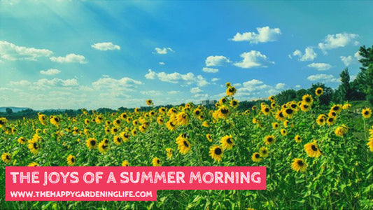 The Joys Of A Summer Morning