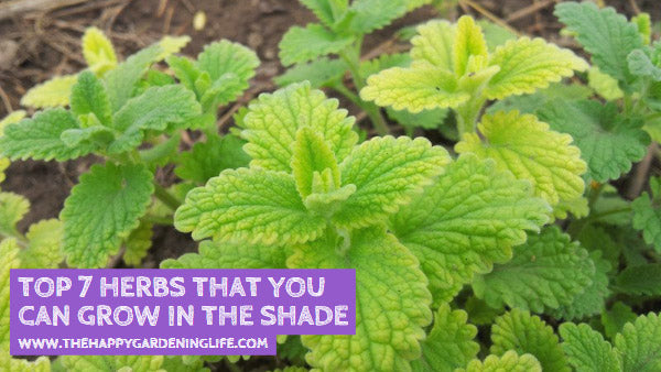Top 7 Herbs That You Can Grow in the Shade