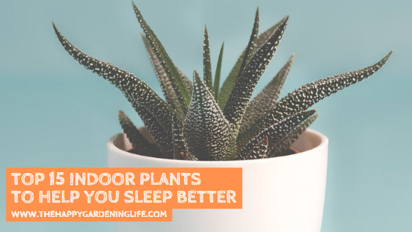Top 15 Indoor Plants to Help You Sleep Better