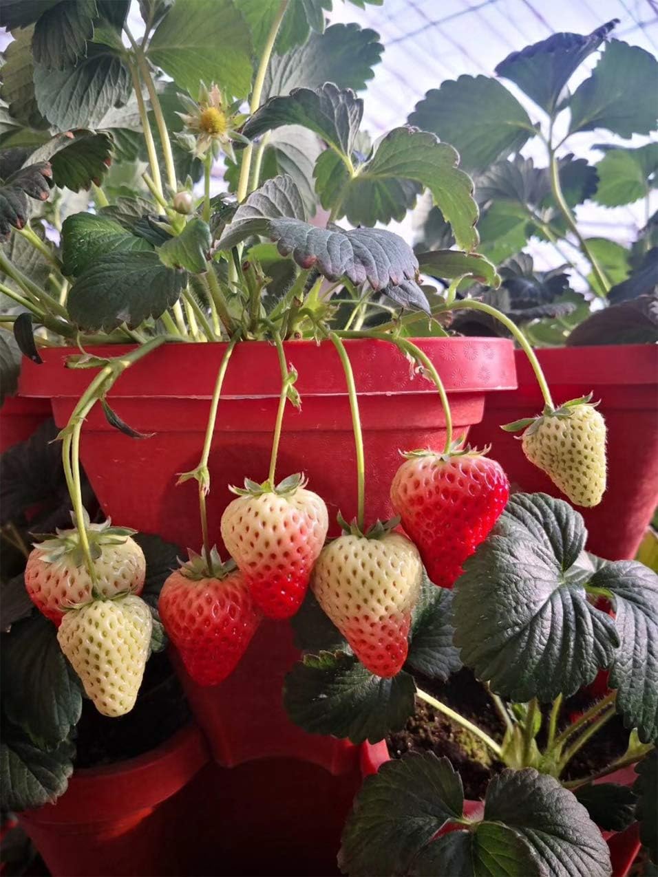 Mr. Stacky 5-Tier Stackable Planter
