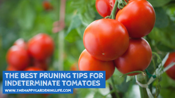 The Best Pruning Tips for Indeterminate Tomatoes