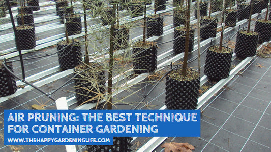 Air Pruning: The Best Technique for Container Gardening