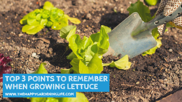 Top 3 Points to Remember When Growing Lettuce