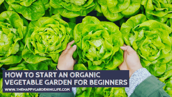How to Start an Organic Vegetable Garden for Beginners