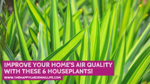 Improve Your Home’s Air Quality With These 6 Houseplants!