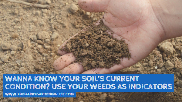 Wanna Know Your Soil’s Current Condition? Use Your Weeds as Indicators