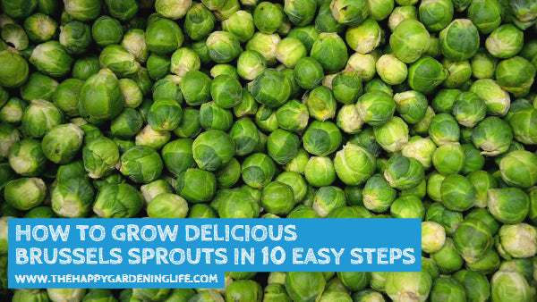 How to Grow Delicious Brussels Sprouts in 10 Easy Steps