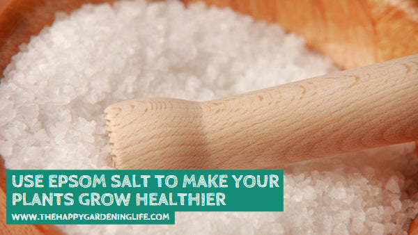 Use Epsom Salt to Make Your Plants Grow Healthier