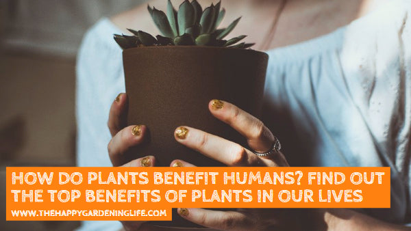 How Do Plants Benefit Humans? This Infographic Reveals the Top Benefits of Plants in Our Lives