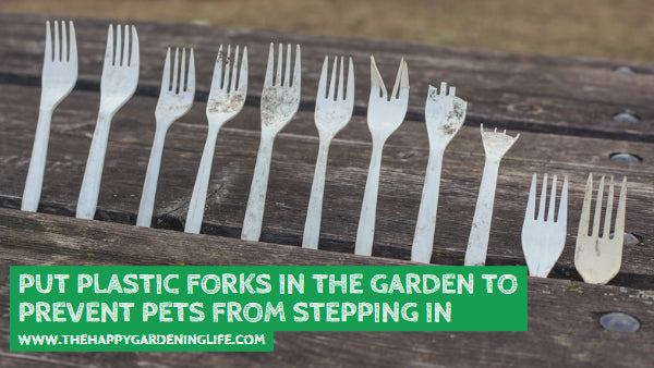 Put Plastic Forks in the Garden to Prevent Pets from Stepping In