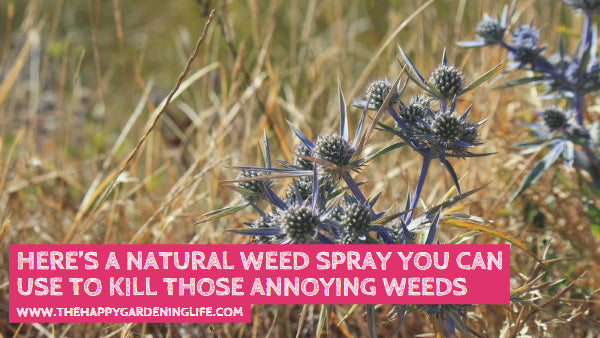 Here’s a Natural Weed Spray You Can Use to Kill Those Annoying Weeds