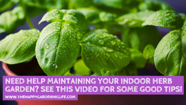 Need Help Maintaining Your Indoor Herb Garden? See This Video for Some Good Tips!