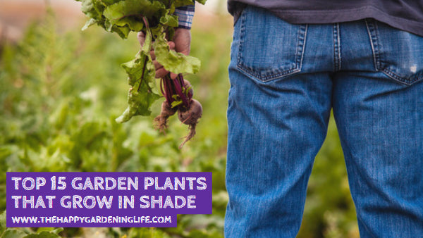 Top 15 Garden Plants That Grow in Shade