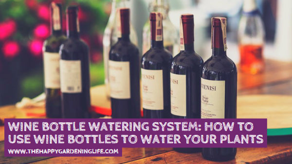 Wine Bottle Watering System: How to Use Wine Bottles to Water Your Plants