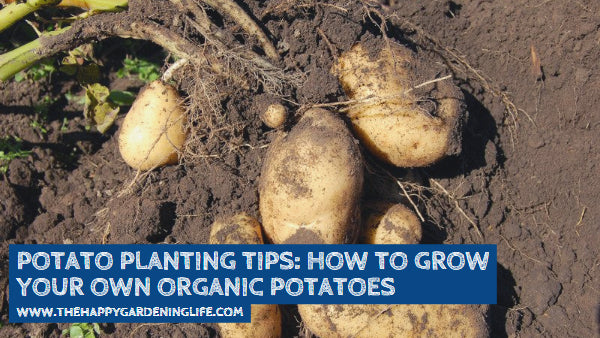 Potato Planting Tips: How to Grow Your Own Organic Potatoes