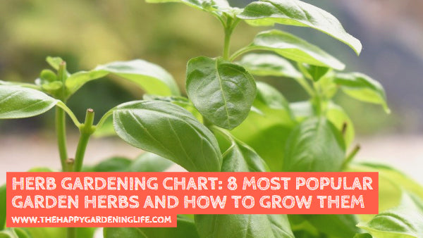 Herb Gardening Chart: 8 Most Popular Garden Herbs and How to Grow Them