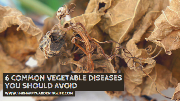 6 Common Vegetable Diseases You Should Avoid