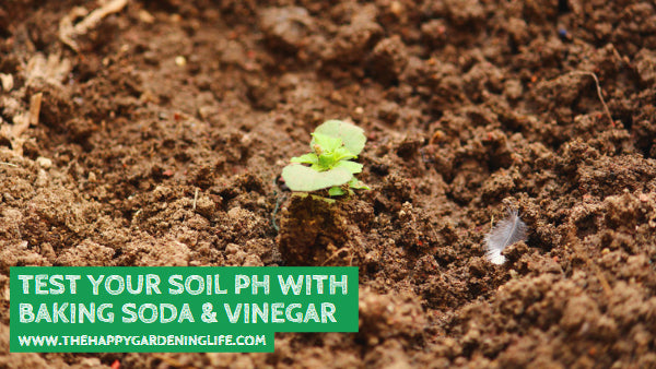 Test Your Soil pH with Baking Soda & Vinegar