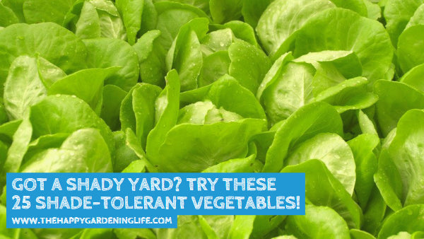 Got a Shady Yard? These 25 Shade-Tolerant Vegetables Will Grow Well in Your Garden!