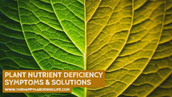 Plant Nutrient Deficiency Symptoms & Solutions