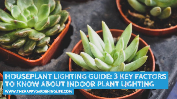 Houseplant Lighting Guide: 3 Key Factors to Know About Indoor Plant Lighting