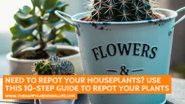 Need to Repot Your Houseplants? Use This 10-Step Guide to Repot Your Plants Properly!