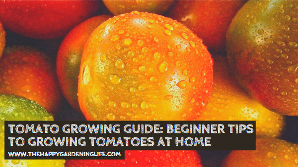 Tomato Growing Guide: Beginner Tips To Growing Tomatoes At Home – The ...