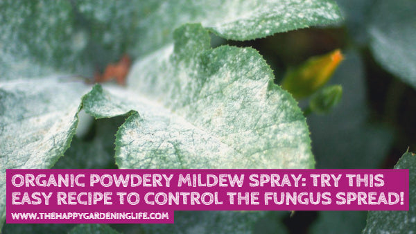 Organic Powdery Mildew Spray Try This
