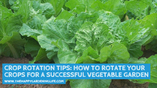 Crop Rotation Tips: How to Rotate Your Crops for a Successful Vegetable Garden