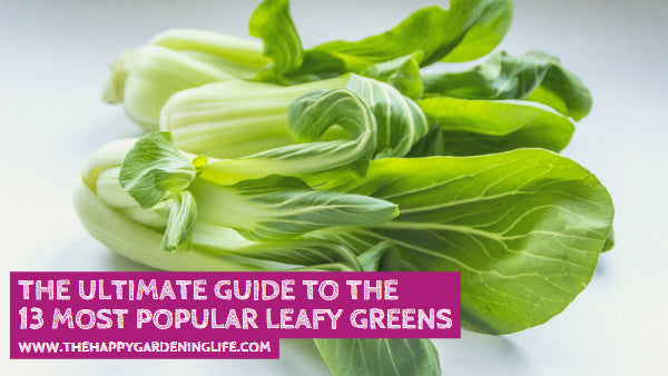 The Ultimate Guide to the 13 Most Popular Leafy Greens