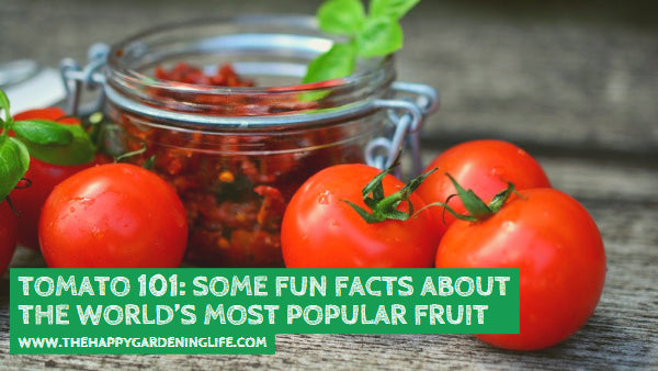 Tomato 101: Some Fun Facts About the World’s Most Popular Fruit