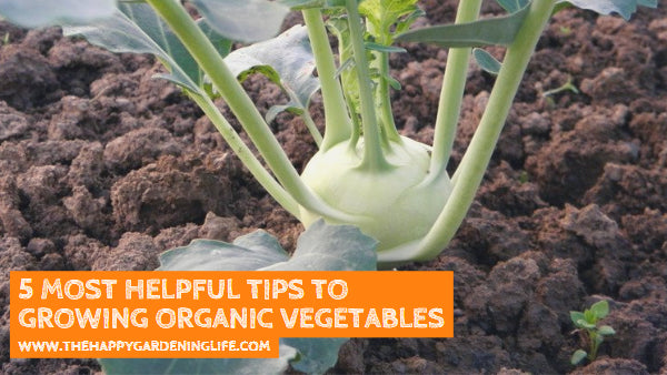 5 Most Helpful Tips to Growing Organic Vegetables – The Happy Gardening ...