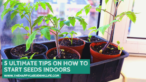 5 Ultimate Tips on How to Start Seeds Indoors