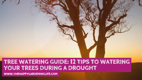 Tree Watering Guide: 12 Tips to Watering Your Trees During a Drought