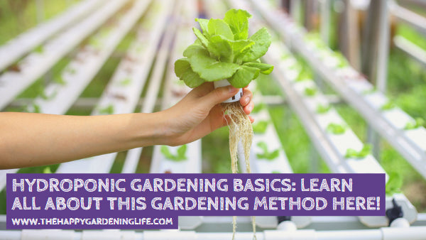 Hydroponic Gardening Basics: Learn All About This Gardening Method Here!