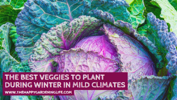 The Best Veggies to Plant During Winter in Mild Climates