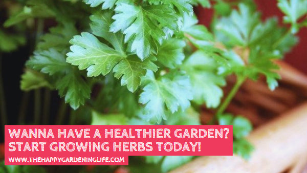 Wanna Have a Healthier Garden? Start Growing Herbs Today!