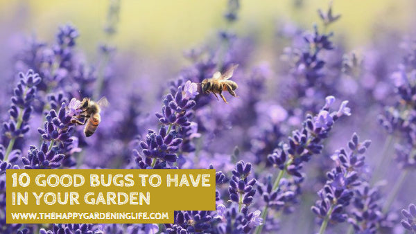 10 Good Bugs to Have in Your Garden