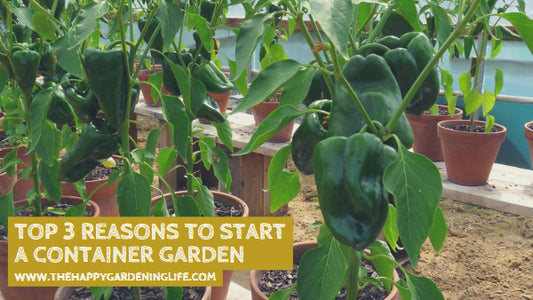 Top 3 Reasons to Start a Container Garden