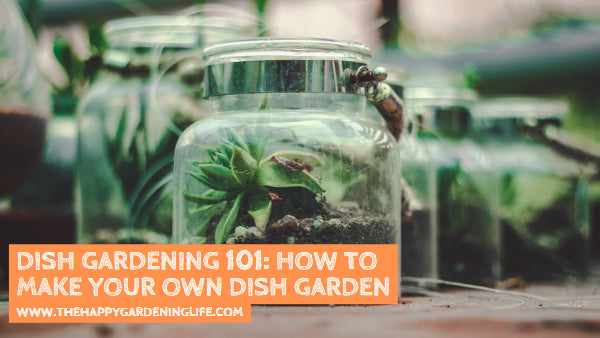 Dish Gardening 101: How to Make Your Own Dish Garden