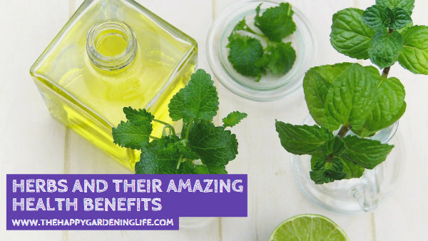 Herbs and Their Amazing Health Benefits