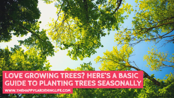 Love Growing Trees? Here’s a Basic Guide to Planting Trees Seasonally