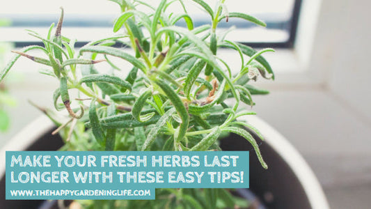 Make Your Fresh Herbs Last Longer With These Easy Tips!