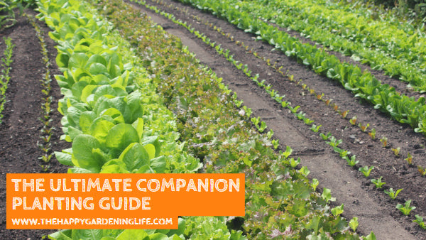 The Ultimate Companion Planting Guide