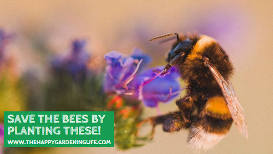 Save the Bees by Planting These!