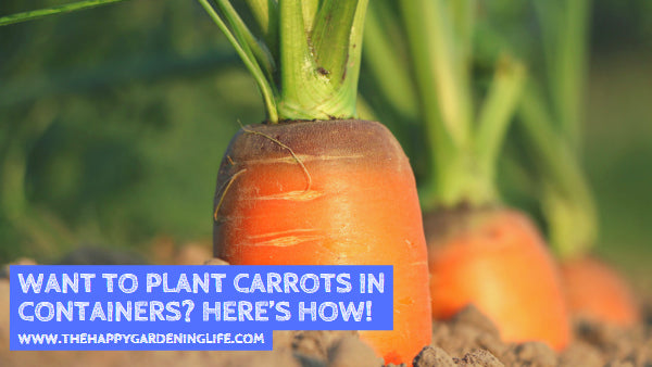 Want to Plant Carrots in Containers? Here’s How!