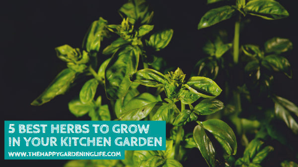 5 Best Herbs to Grow in Your Kitchen Garden – The Happy Gardening Life