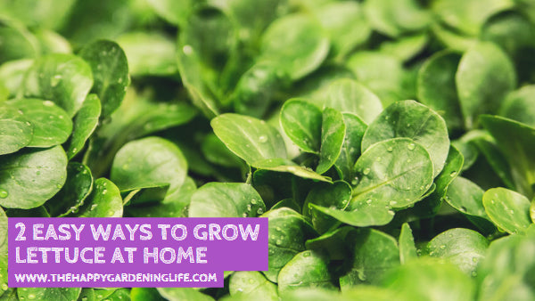 2 Easy Ways to Grow Lettuce at Home