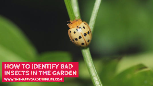 How to Identify Bad Insects in the Garden