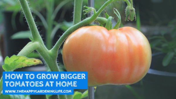 How to Grow Bigger Tomatoes at Home